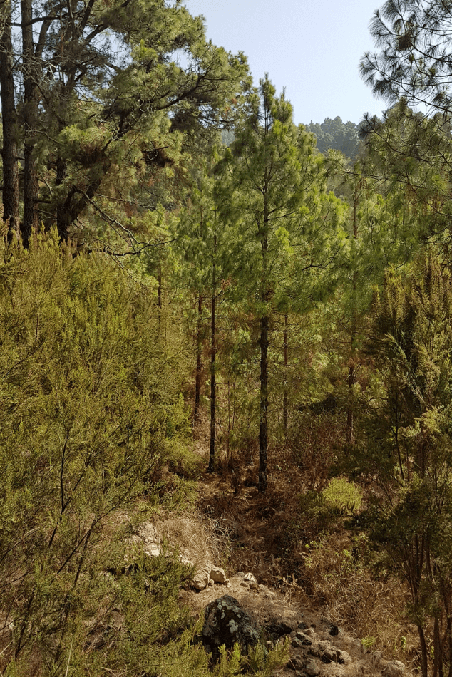 A small forest with tall green pine trees